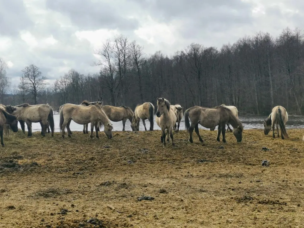 Dvietes Floodplain Springtime Boating in Dviete Floodplain horses