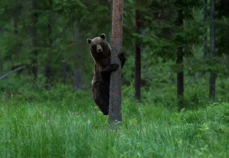 Bear Warching in Europe