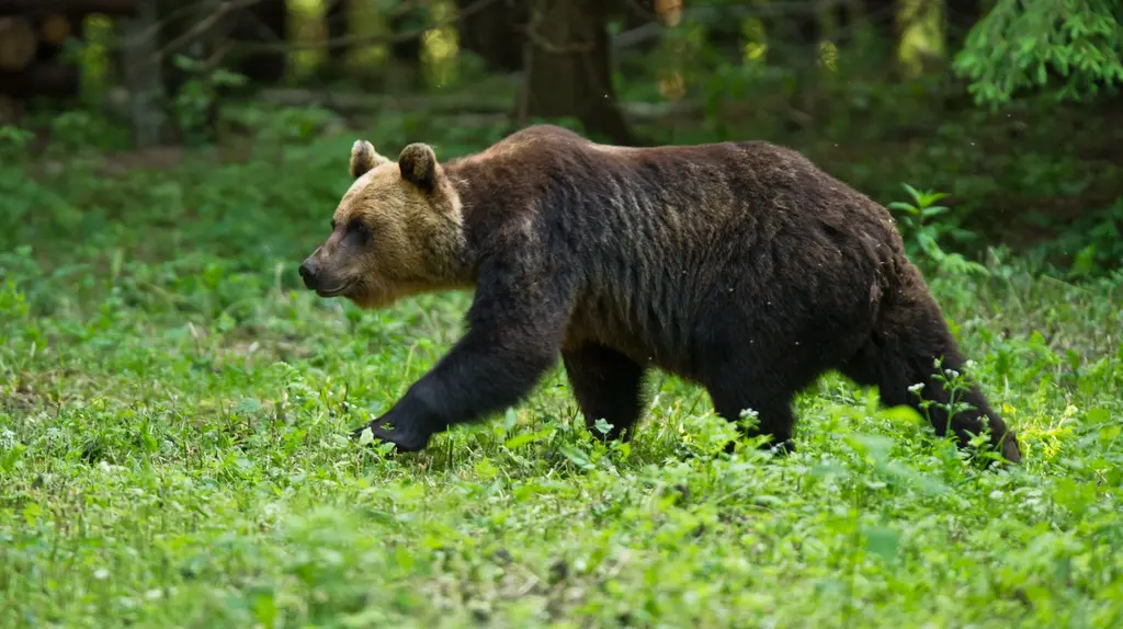 natourest bear warching in europe 2