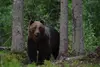 aktivest nature estonia outdoors wildlife bearwatching Sven Začek
