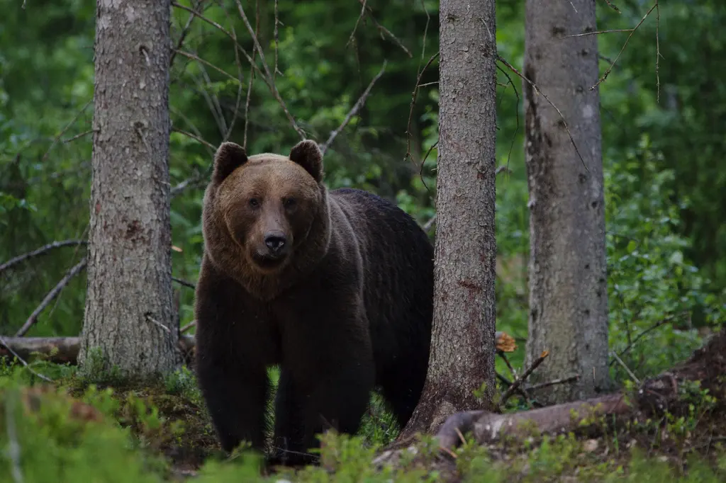 aktivest nature estonia outdoors wildlife bearwatching sven zacek