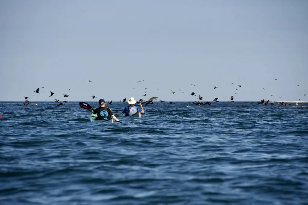 Water activities estonia sea kayaking nature islands birds fun