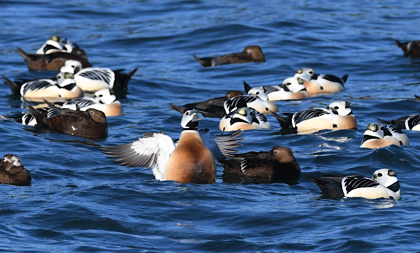 Birding haapsalu bird watching