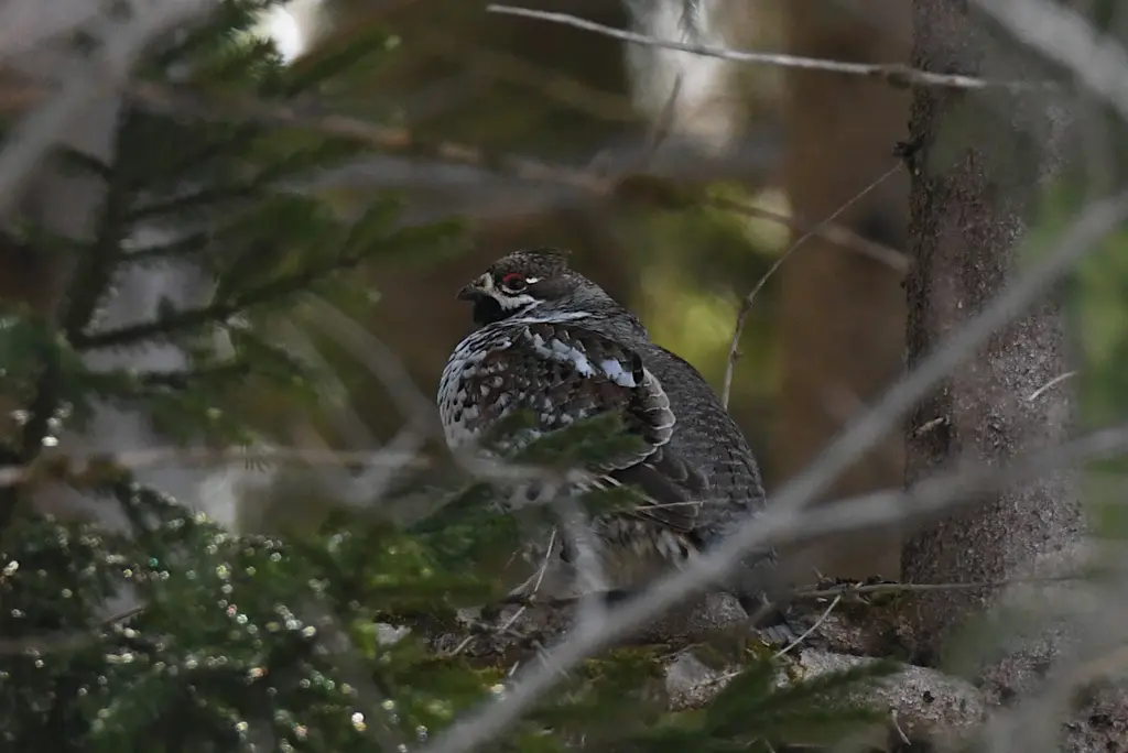 Birding haapsalu bird watching2