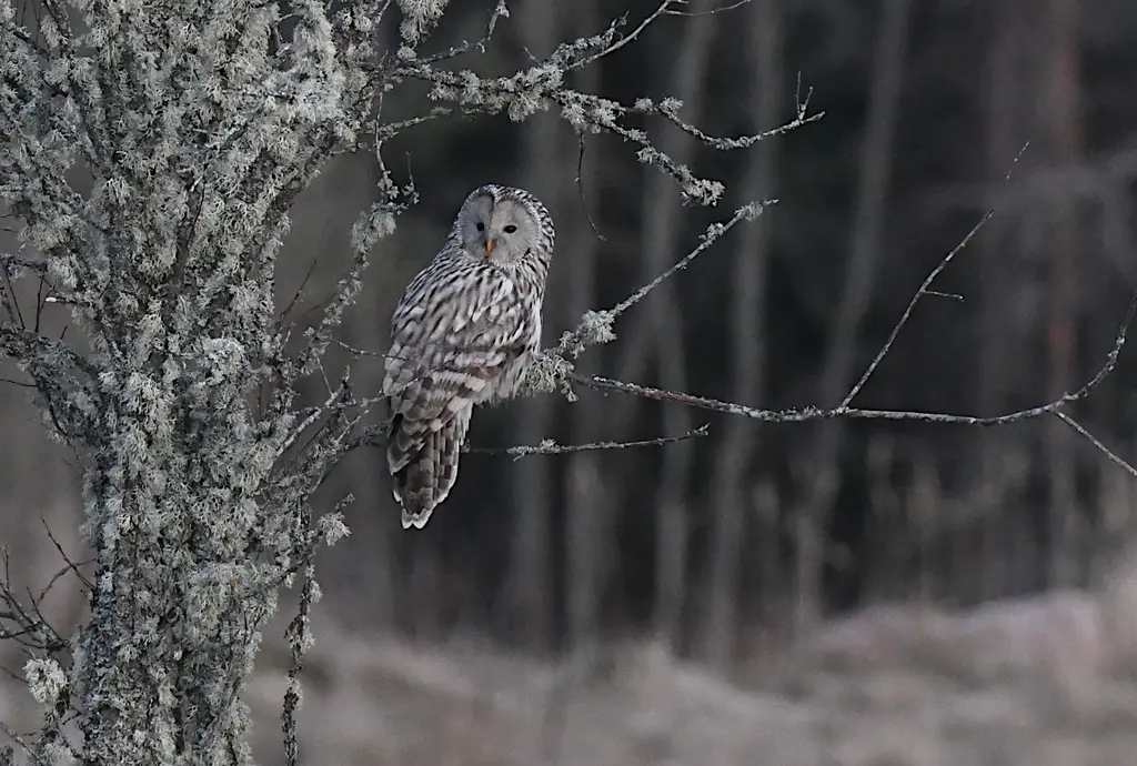 Birding haapsalu bird watching3