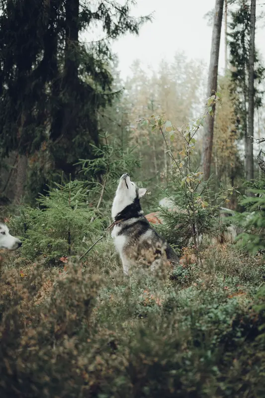 Dodkepu Hiking with a Husky