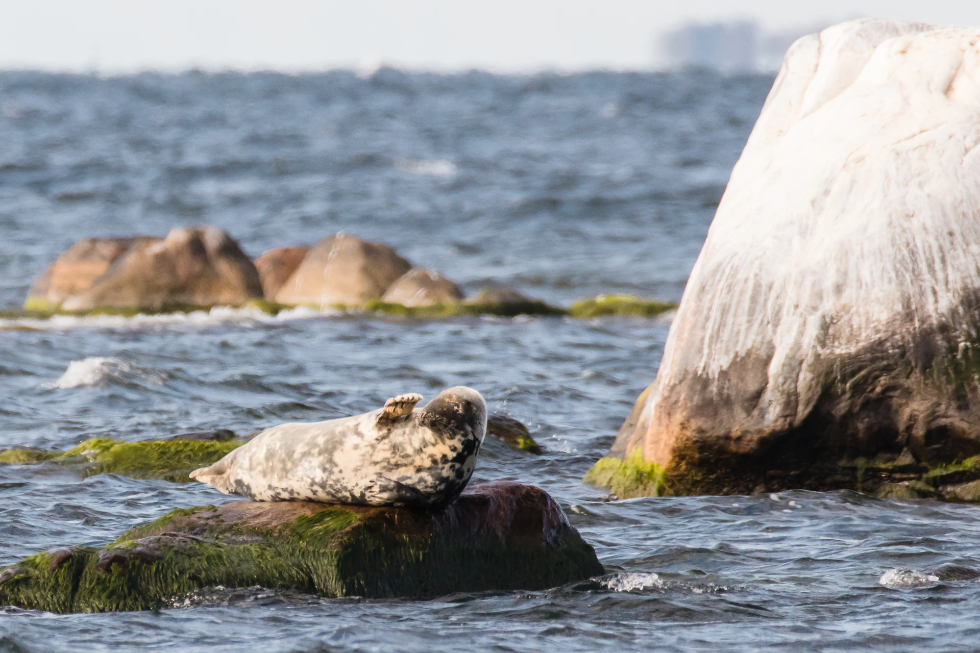 wildlife seal watching Estonia