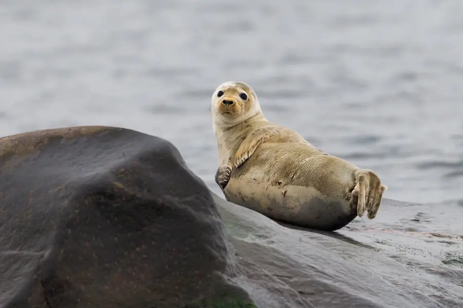 wildlife seal watching Estonia Alar Saat ptangli travel