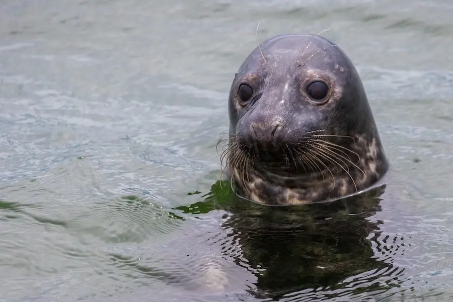 wildlife seal watching Estonia prangli travel Gennady Shleev