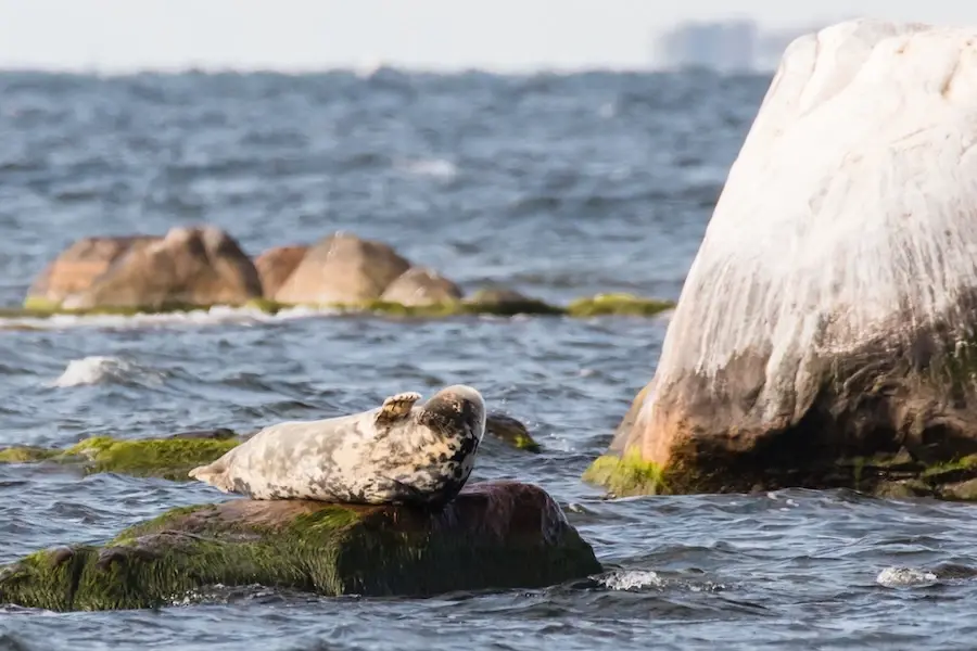 wildlife seal watching Estonia prangli travel Marko Poolamets