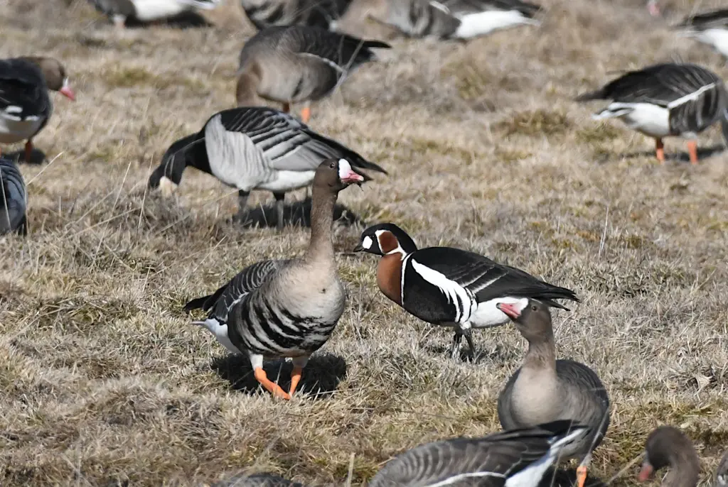 birdBirdinghaapsalu stellers eider spring migration birdwatching estonia valker