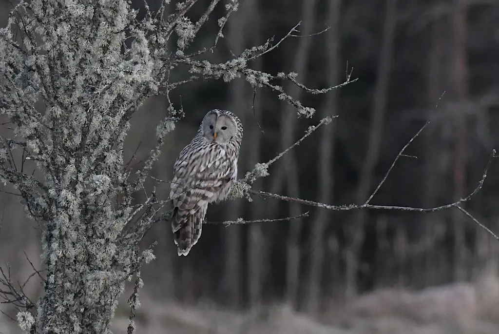 birdinghaapsalu autumn migration birdwatching Owls haapsalu estonia valker