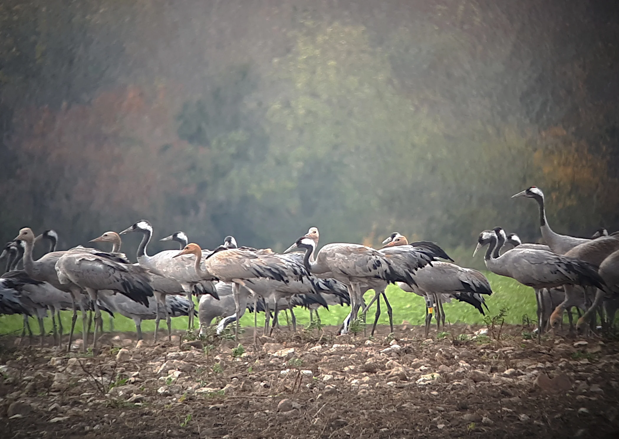 birdinghaapsalu autumn migration birdwatching haapsalu estonia valker