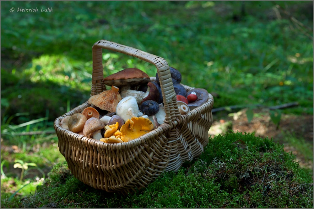 Mushrooms wild food outdoor hiking Estonia nature visit estonia lukk