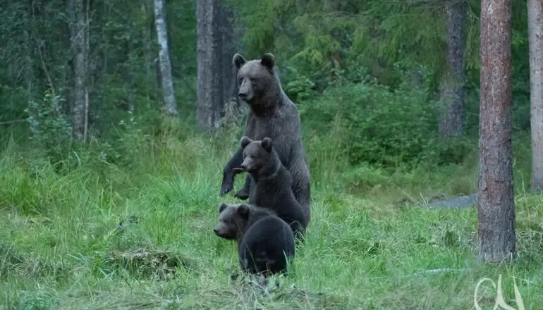 NatourEst mammalstour wildlife watching guided Estonia bear