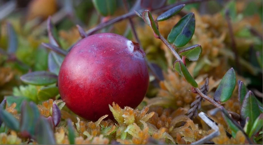 cranberry oudoor hike