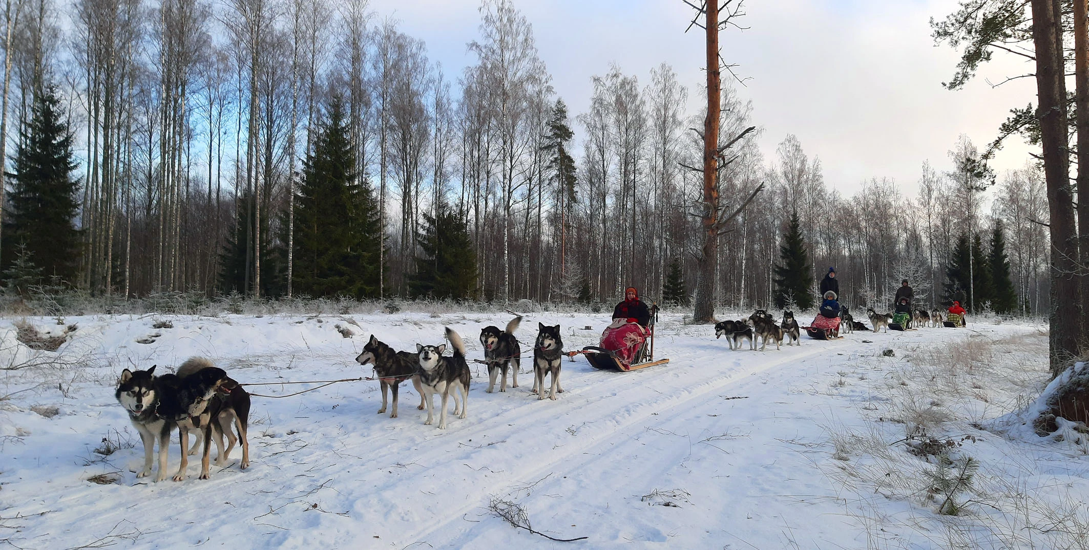 Estonia dogs sledge hike