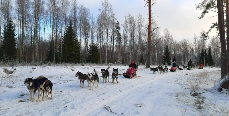 Winter activity Estonia dogs sledge hike heinrich lukk