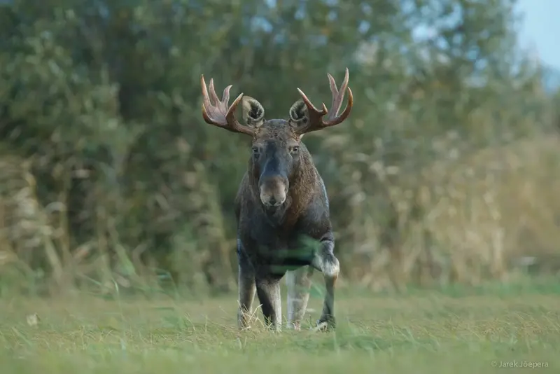 Natourest estonia mammals watching elk nature selfguided