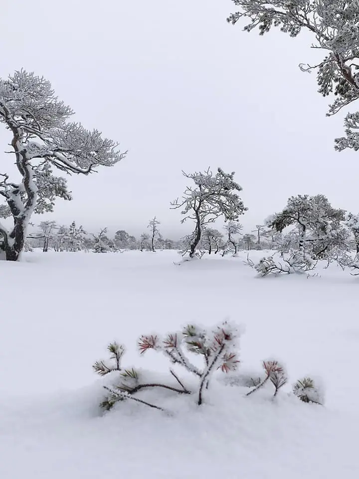 Preeriakoda outdoors bog guided winter estonia nature