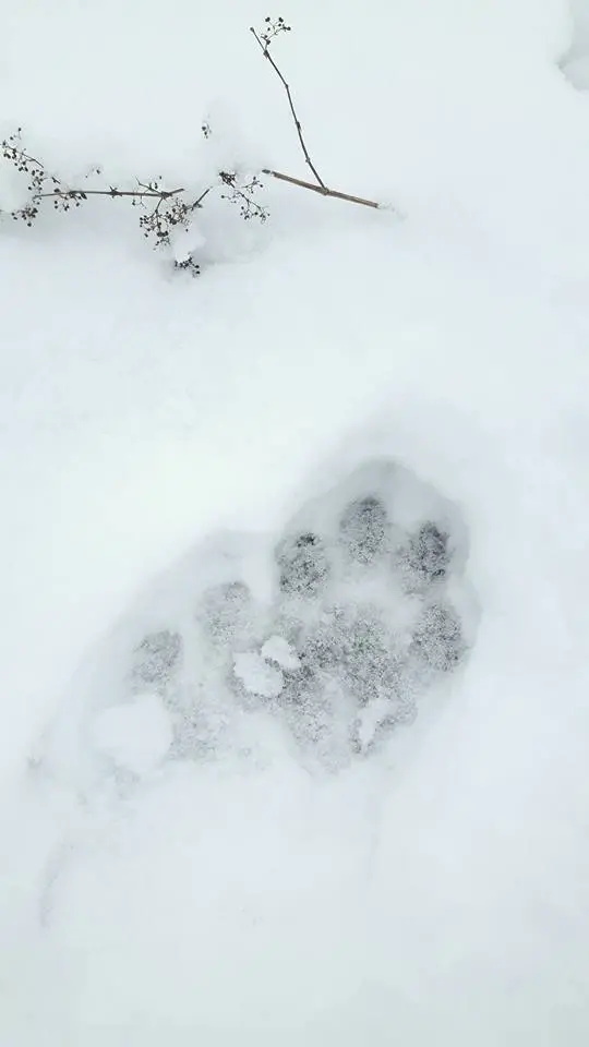 Preeriakoda wild pawprint outdoors guided winter estonia nature