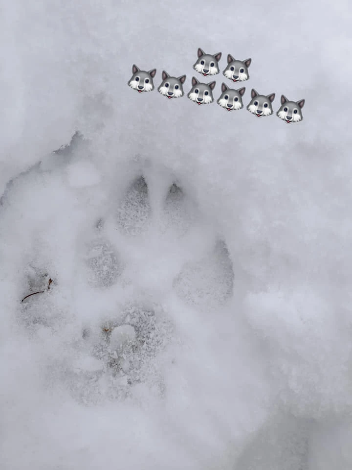 Preeriakoda wild pawprint outdoors guided winter estonia nature wolf