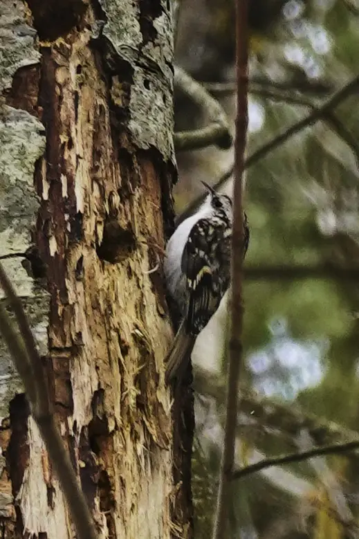 Estonia soomaa bird watching nature outdoor