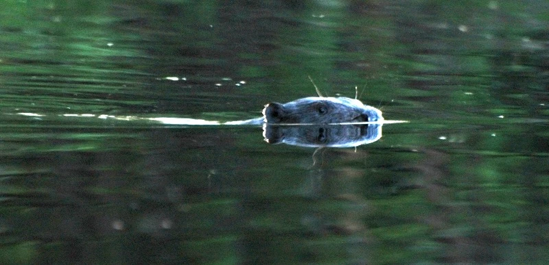 Nature animal beaver Reimann wateractivity Estonia