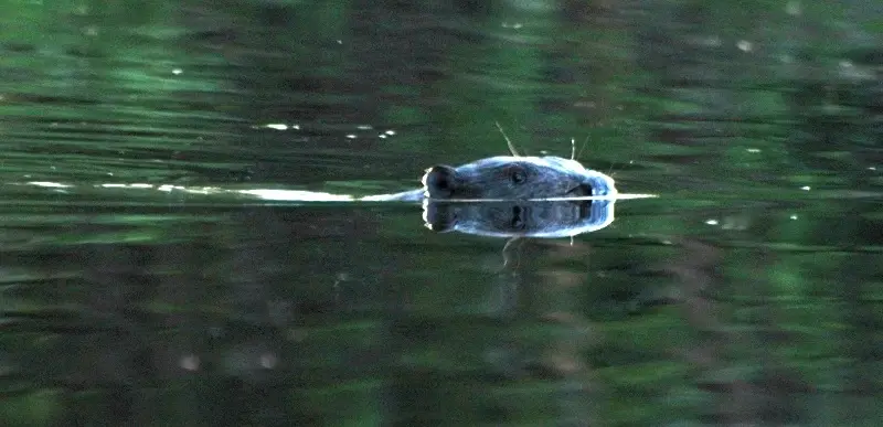 Nature animal beaver Reimann wateractivity Estonia