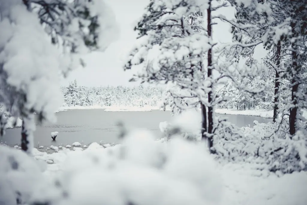 Nature hike bogshoe reimann Estonia outdoor Liimal visitestonia