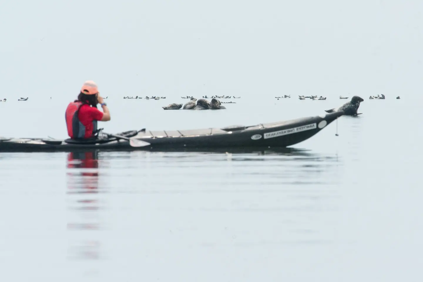 sea kayak estonia wild seals outdoor