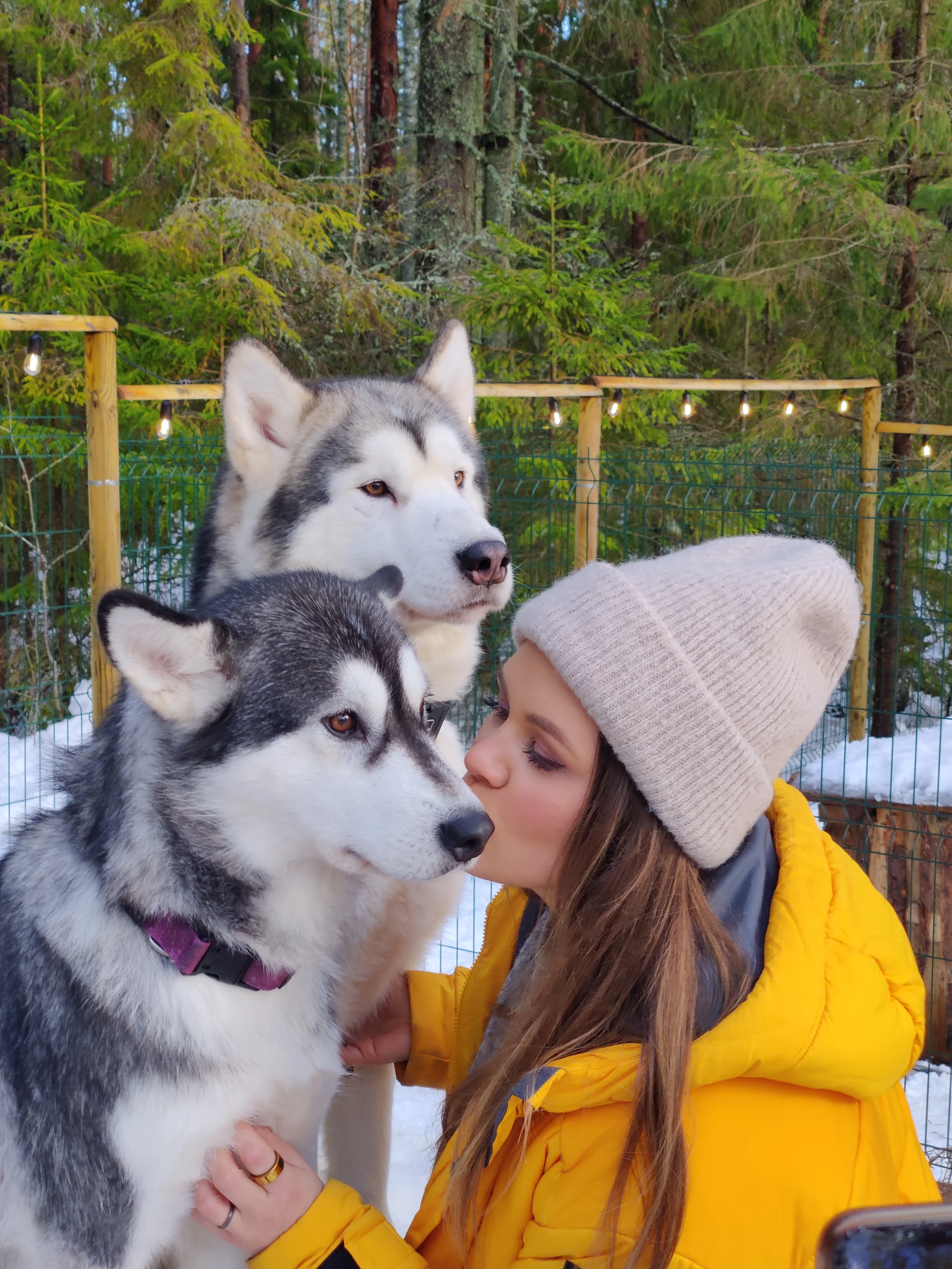 indietours hike sleddog husky