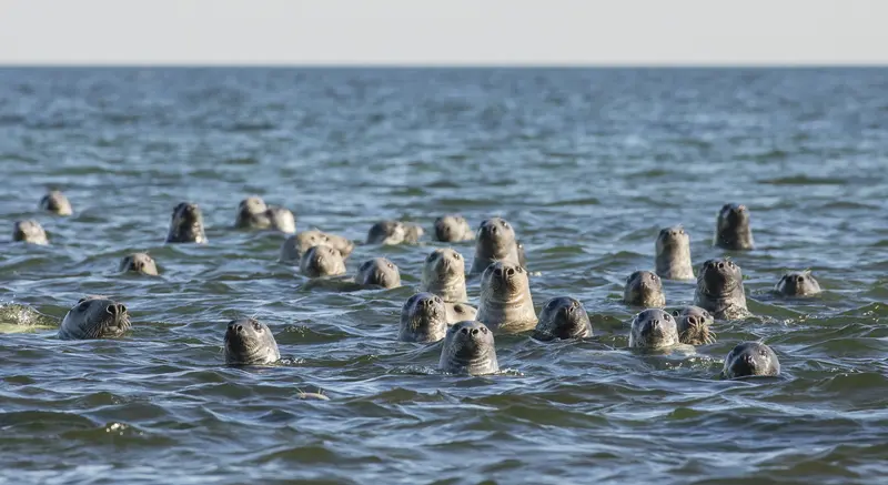 Estonia nature seals wildlife Kihnu mati kose