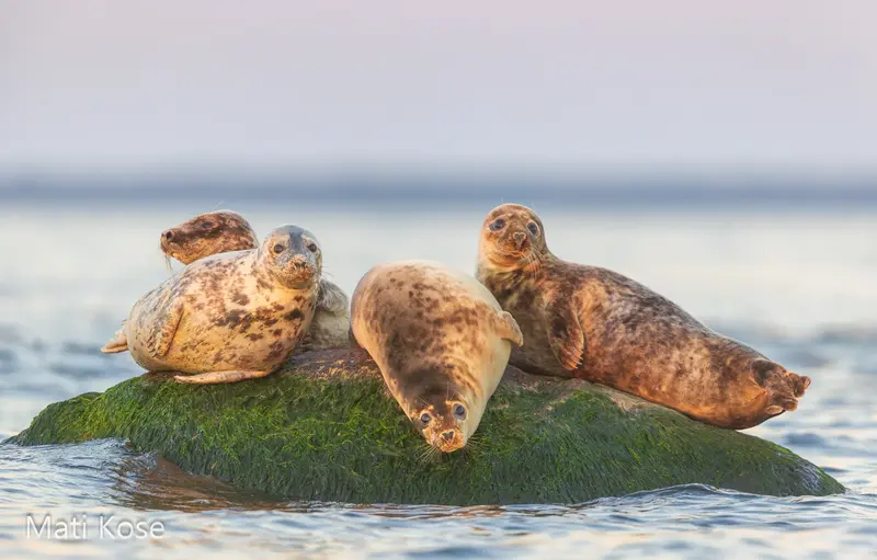 Naturum seal mammal watching estonia