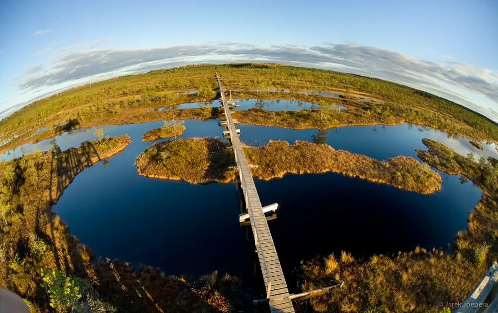 activest bog hike nature estonia baltics