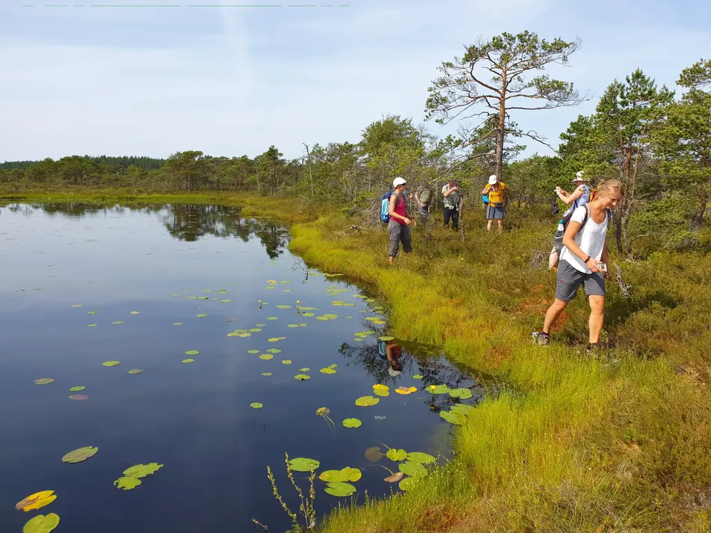 activest bog nature estonia baltics hike