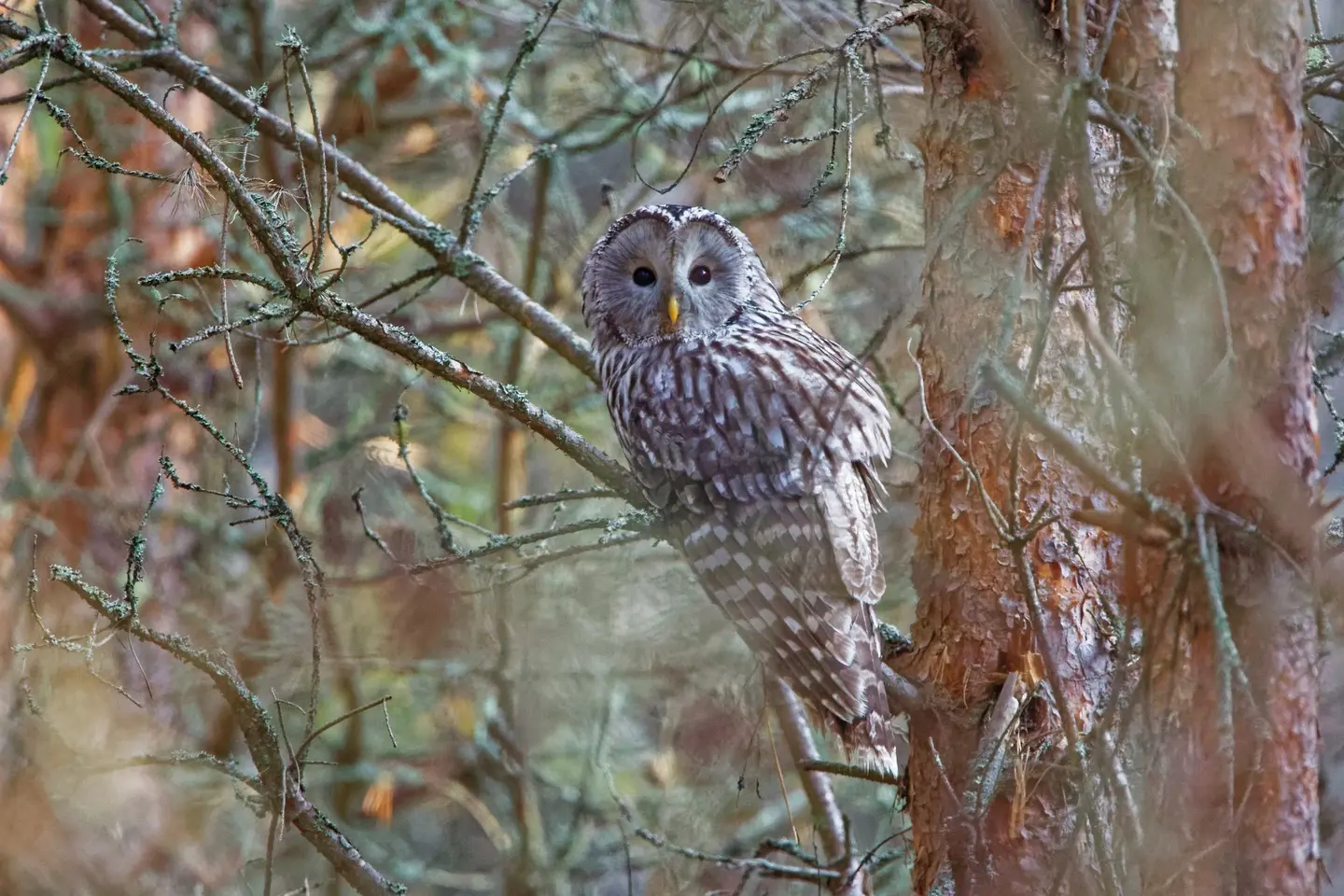 birdinghaapsalu birdwatching estonia Owl Arne Ader