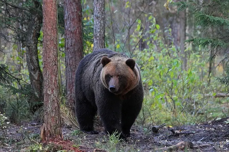 aktivest hike nature bear wildlife estonia