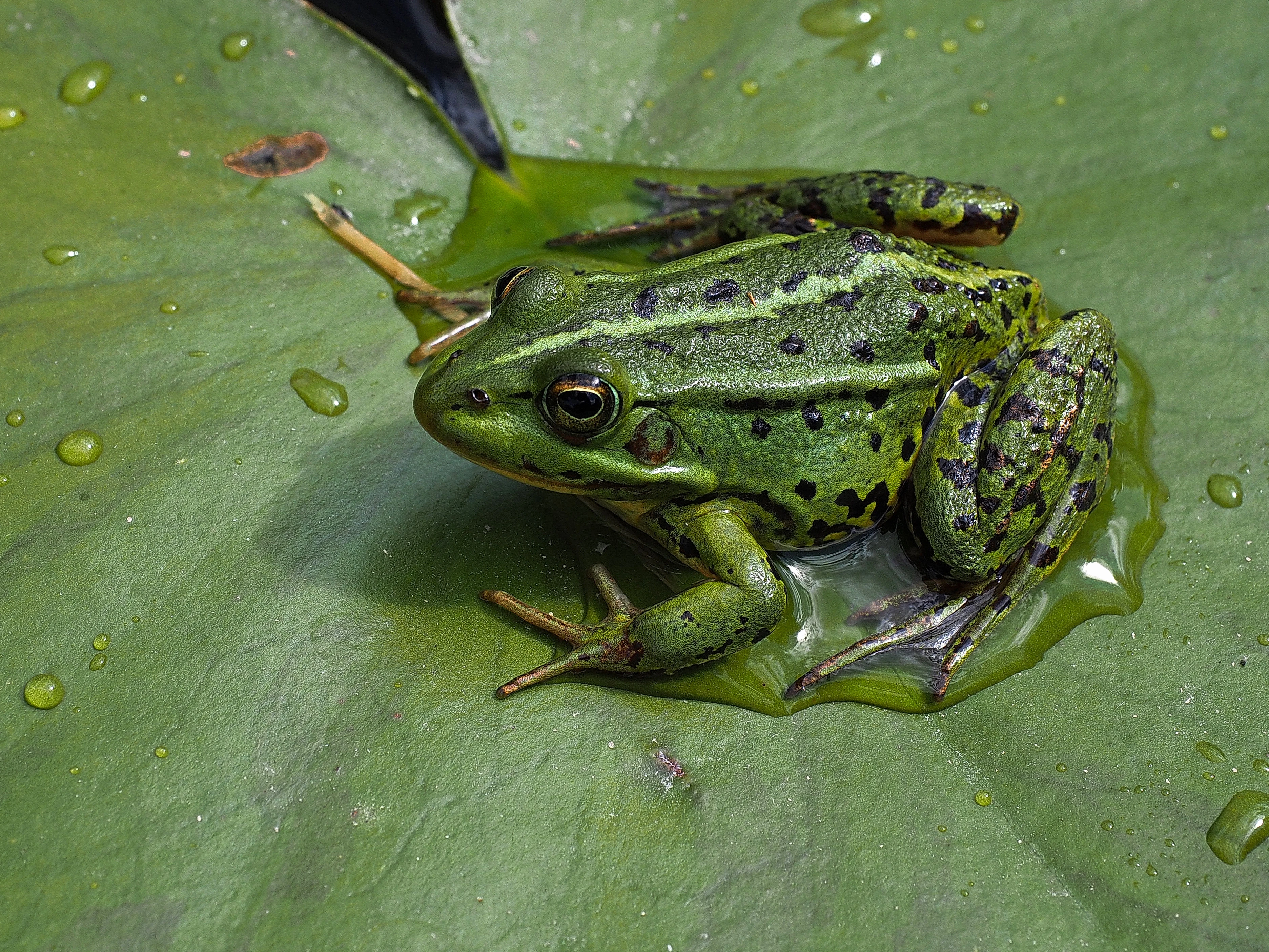 laumas nature education frog