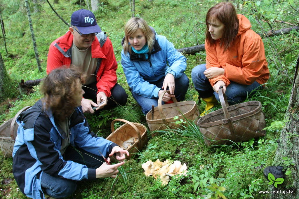 latvian mycological society mushrooming gauja national park mushr