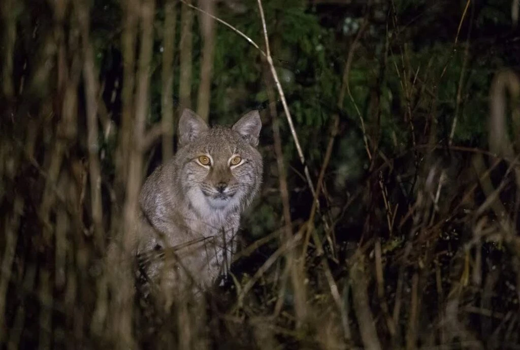 activest nature estonia lynx wildlife animal watching