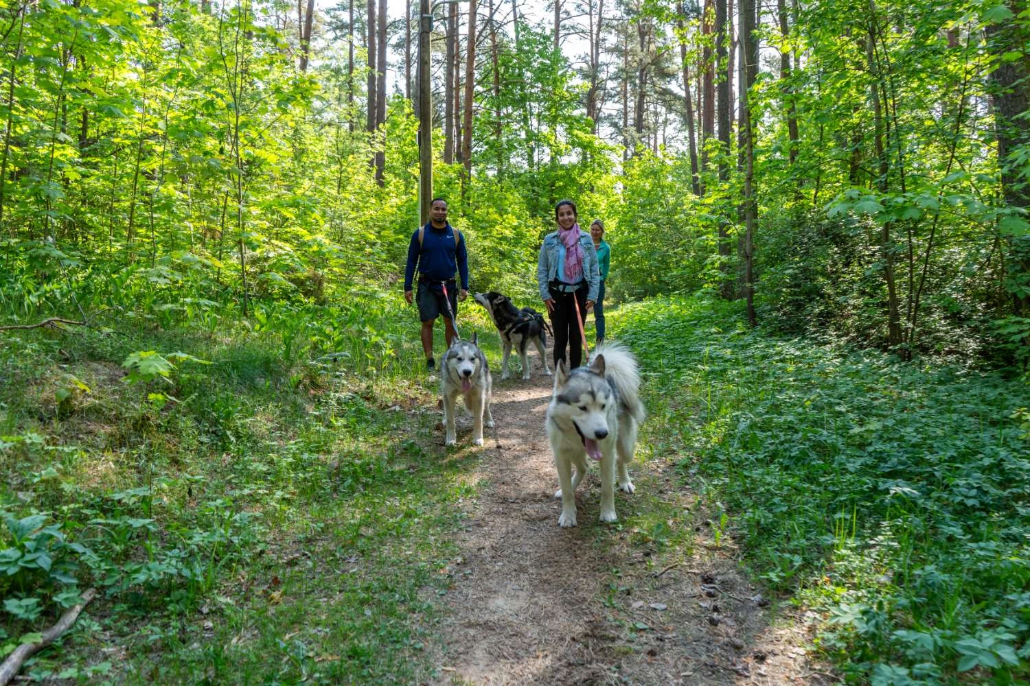 Small lapland sled dog walking  outdoors