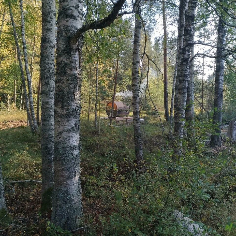 remotenow bog nature theraphy estonia