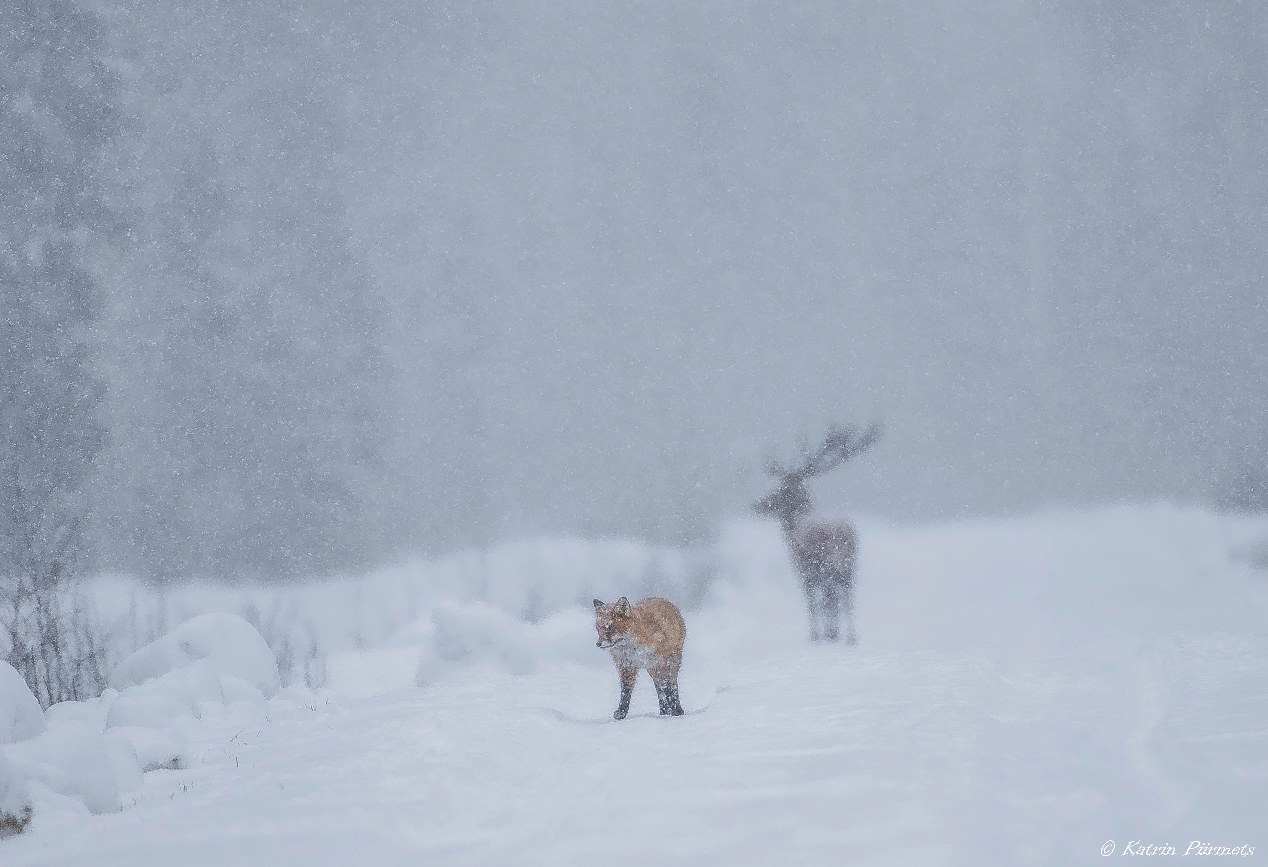 Wildlife watching Red deer Toosikannu punahirv Katrin Piirmets es