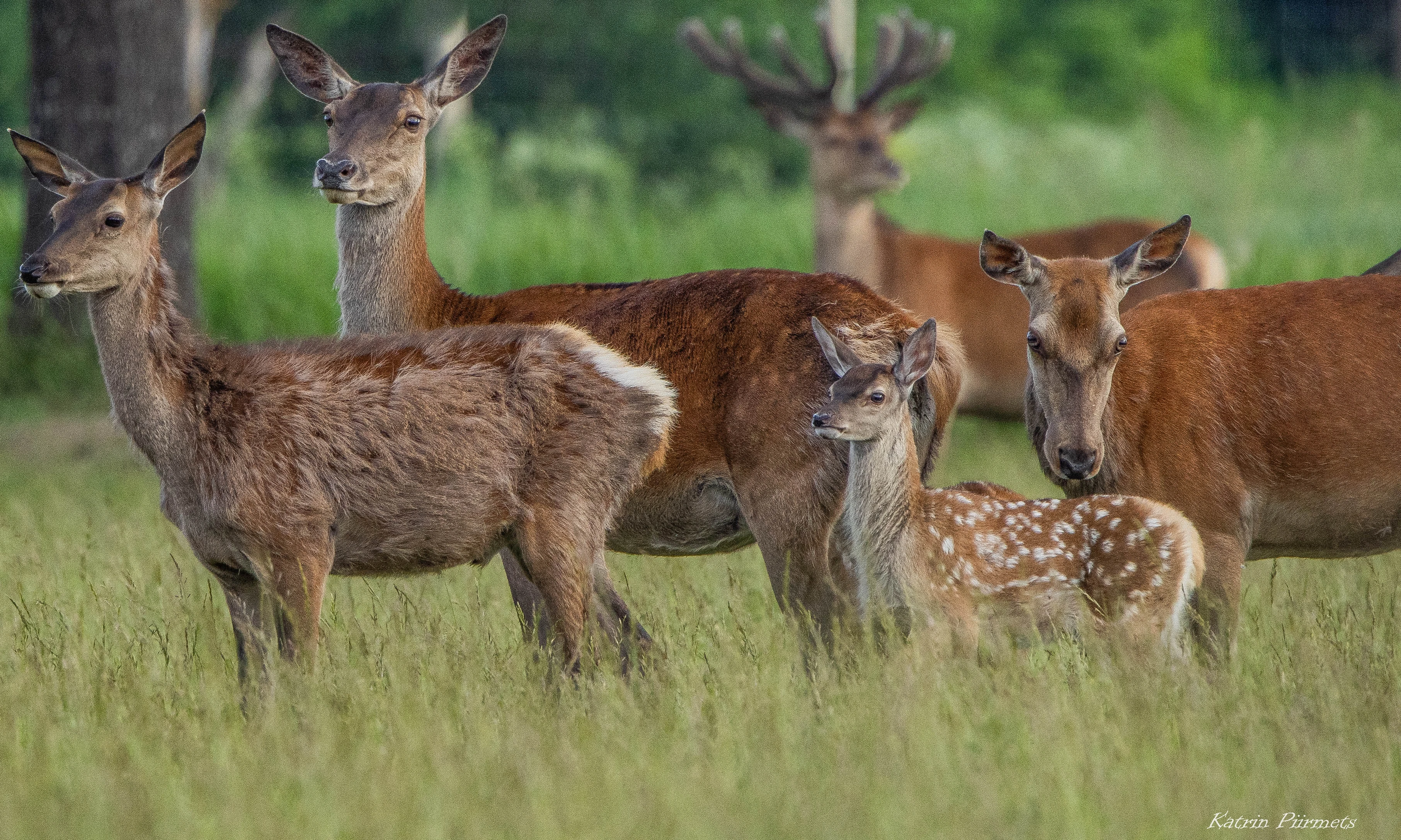 Wildlife Watching Toosikannu Katrin Piirmets estonia