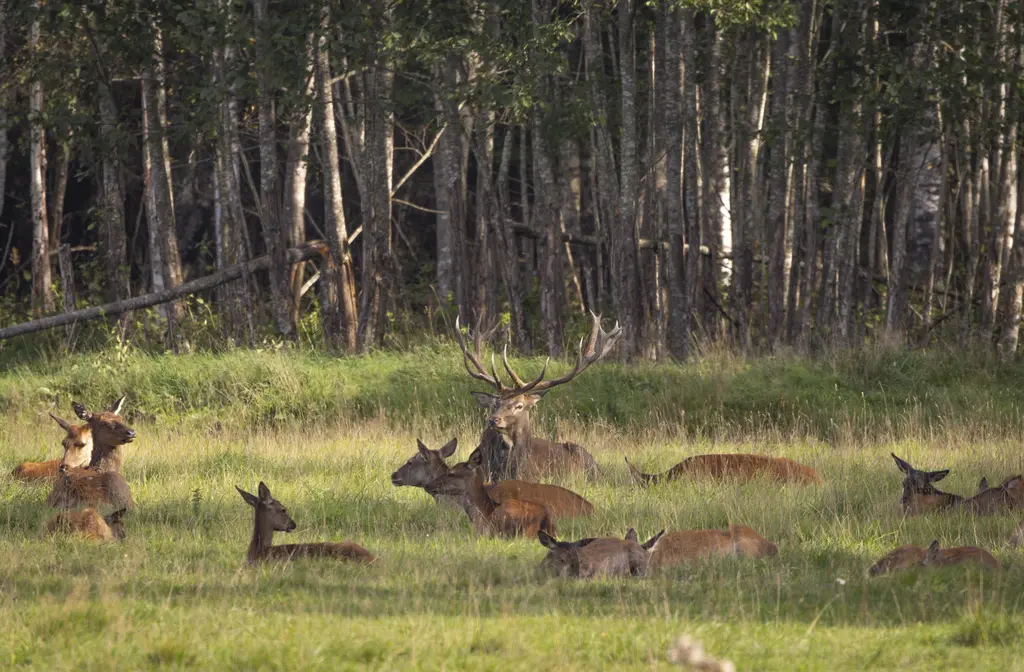toosikannu wildlife watching deer safari