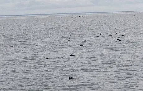 Tiit reisid hiiumaa seals watching2