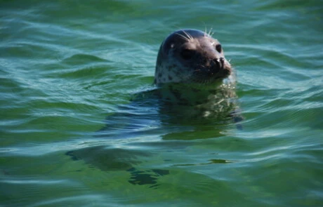 Tiit reisid hiiumaa seals watching nature water