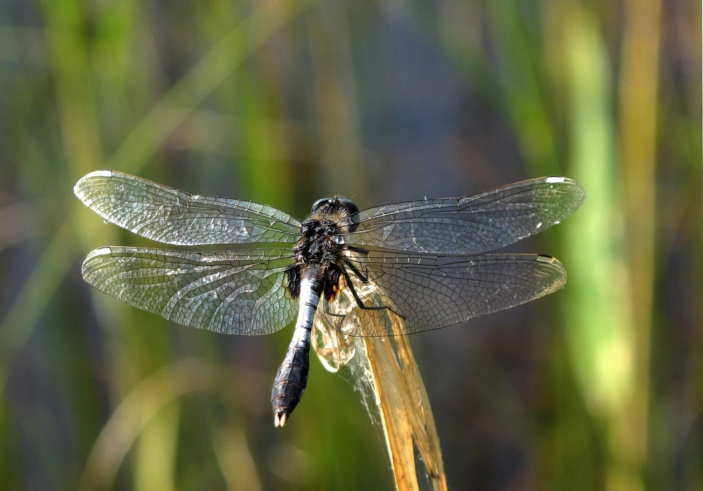 wildlife estonia dragonfly Lilypad Whiteface Leucorrhinia caudalis