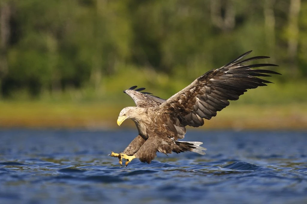 Wildlife estonia migration birds sven zacek eagle